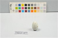 藏品(灰椋鳥卵)的圖片